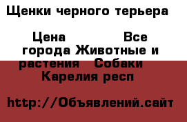 Щенки черного терьера › Цена ­ 35 000 - Все города Животные и растения » Собаки   . Карелия респ.